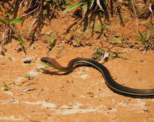 Dendrelaphis caudolineatus