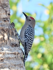 Melanerpes uropygialis