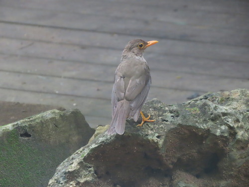 Christmas Island Thrush (Turdus erythropleurus), photo 9