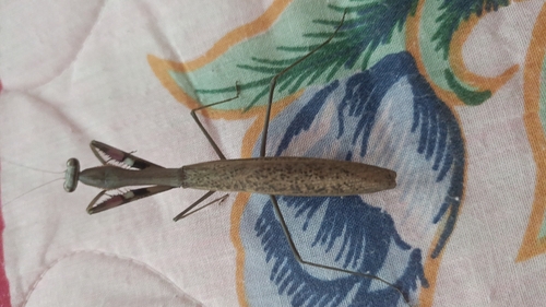 Asian Jumping Mantis