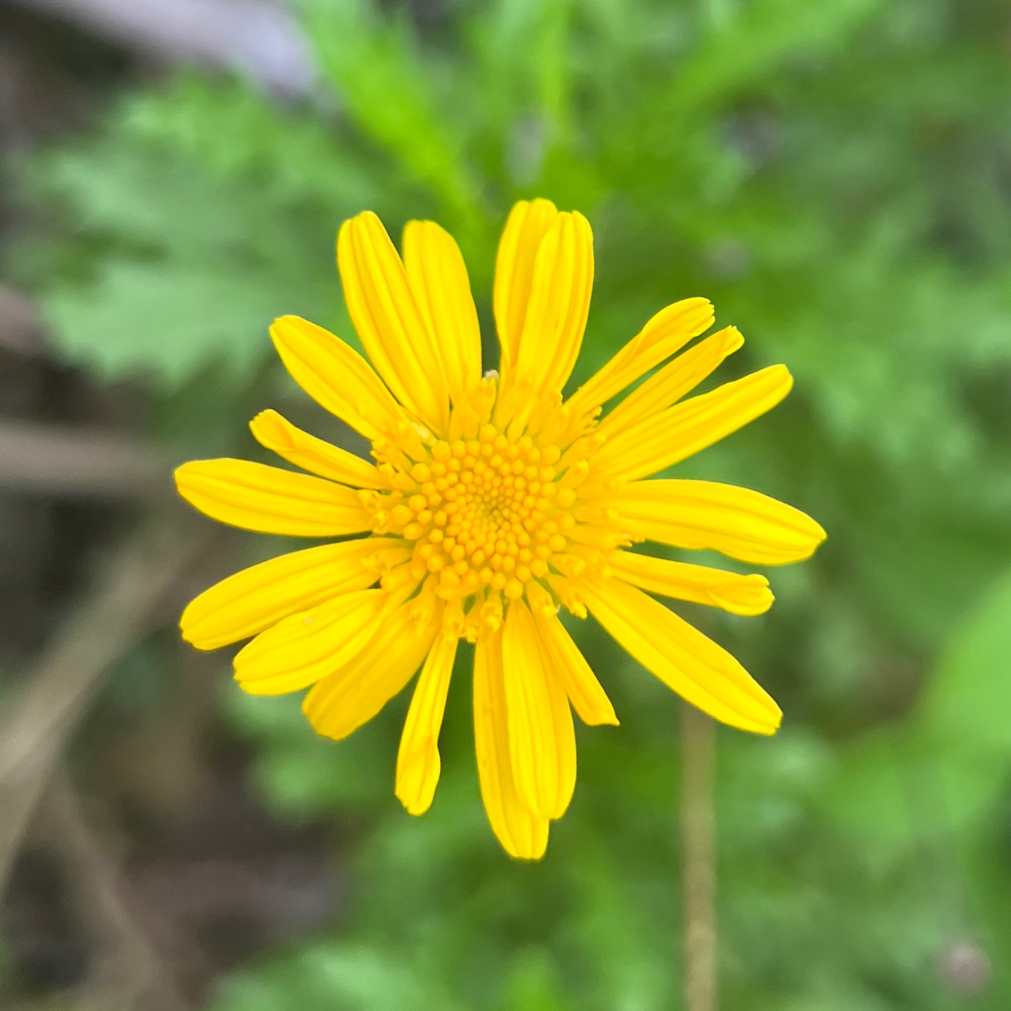 Bull's Eye (Euryops chrysanthemoides)