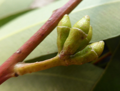 Eucalyptus nitens