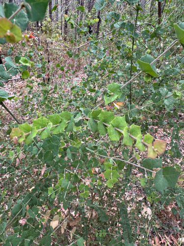 water bush (Bossiaea aquifolium)