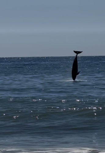 Bottlenose Dolphin