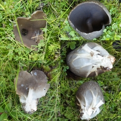 Helvella costifera