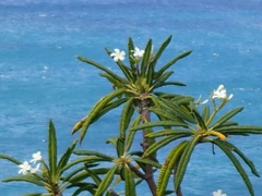 Plumeria alba