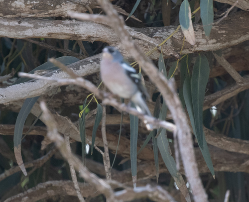 African Chaffinch (Fringilla spodiogenys), photo 2