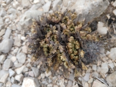 Selaginella lepidophylla