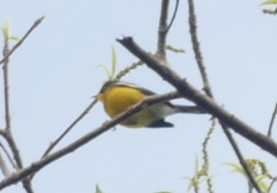 Tropical Parula (Setophaga pitiayumi), photo 5