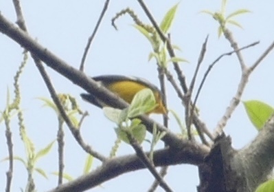 Tropical Parula (Setophaga pitiayumi), photo 6
