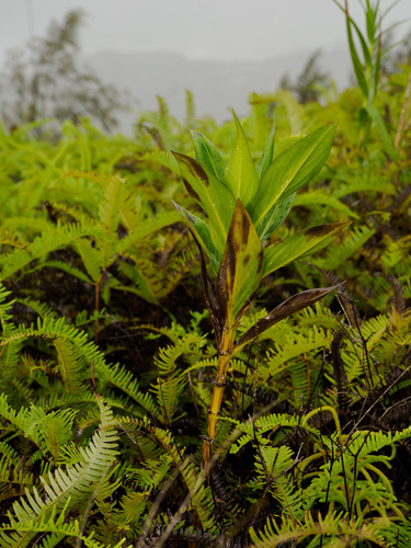 Hedyotis megalantha observed 2026-02-28