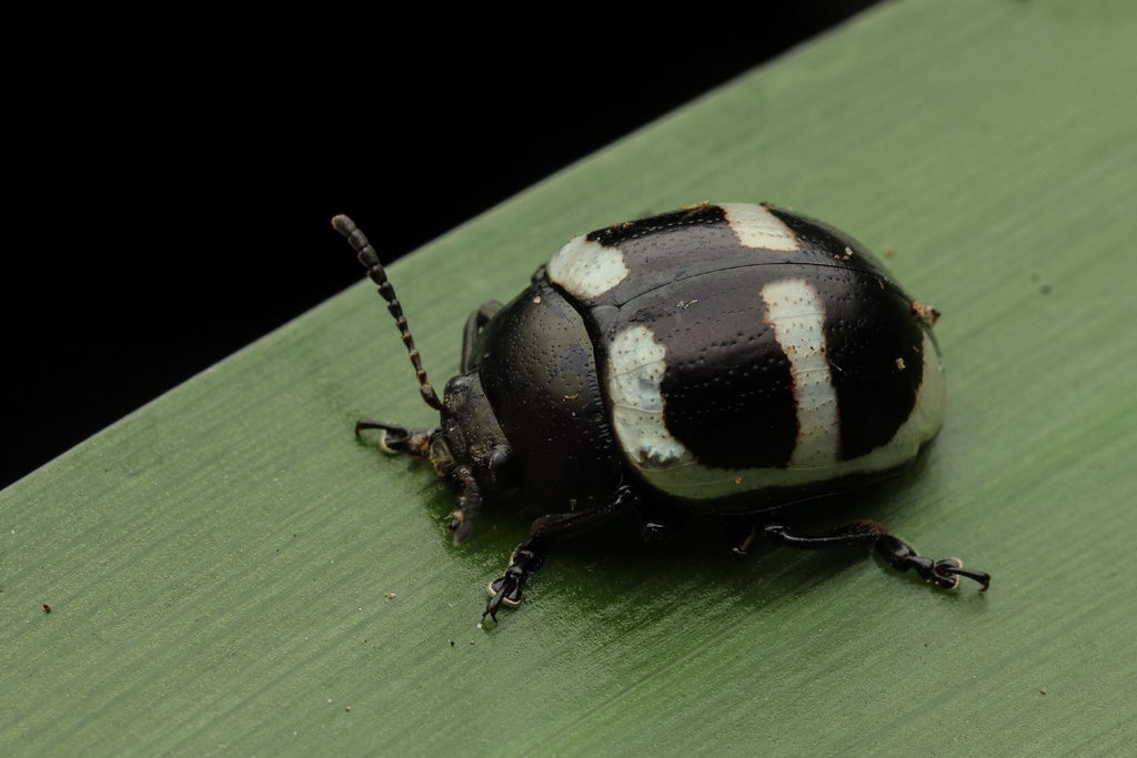 Stilodes transversofasciata