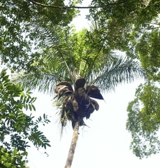 Attalea maripa