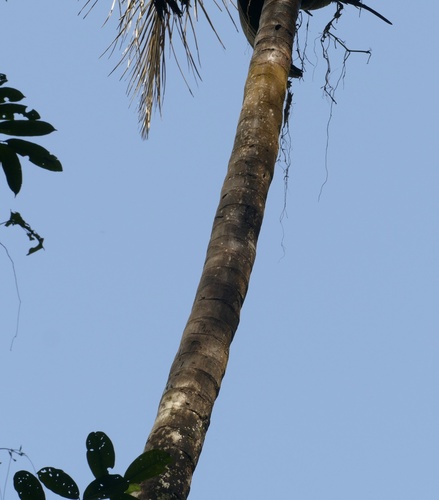 Attalea maripa, photograph 3