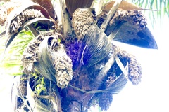 author not stated, no rights reserved Attalea maripa, photograph author not stated, no rights reserved