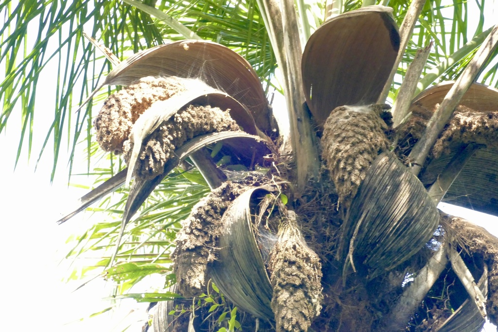 Attalea maripa; photograph author not stated, no rights reserved