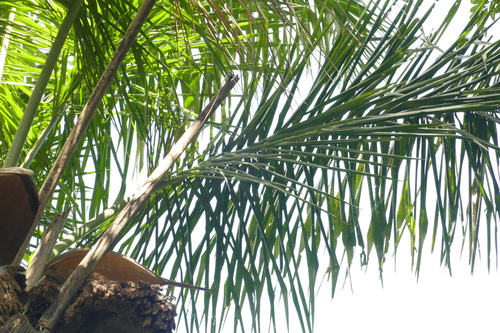 Attalea maripa, photograph 2