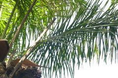 author not stated, no rights reserved Attalea maripa, photograph author not stated, no rights reserved