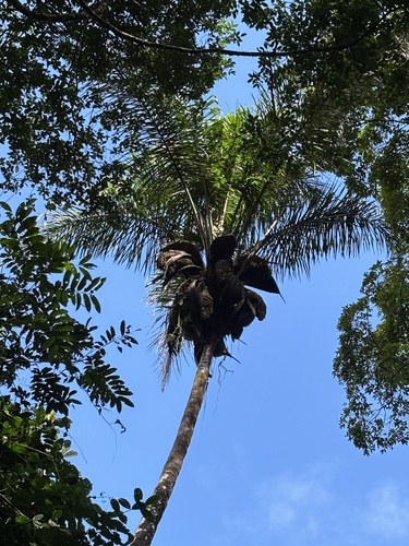 Attalea maripa, photograph 5