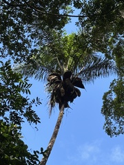 author not stated, no rights reserved Attalea maripa, photograph author not stated, no rights reserved