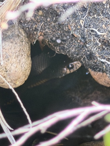 Red-bellied Black Snake