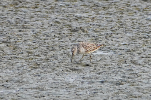 Broad-billed Sandpiper (Calidris falcinellus), photo 7