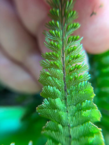 Cephalomanes javanicum observed 2026-02-27