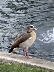 Alopochen aegyptiaca