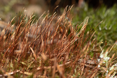 Herzogiella seligeri