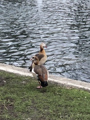 Alopochen aegyptiaca