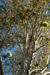 Eucalyptus newbeyi