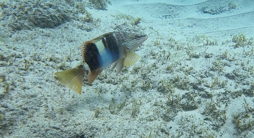 Serranus papilionaceus