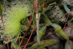 Eucalyptus newbeyi