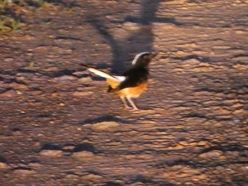 White-crowned Shama (Copsychus stricklandii), photo 1