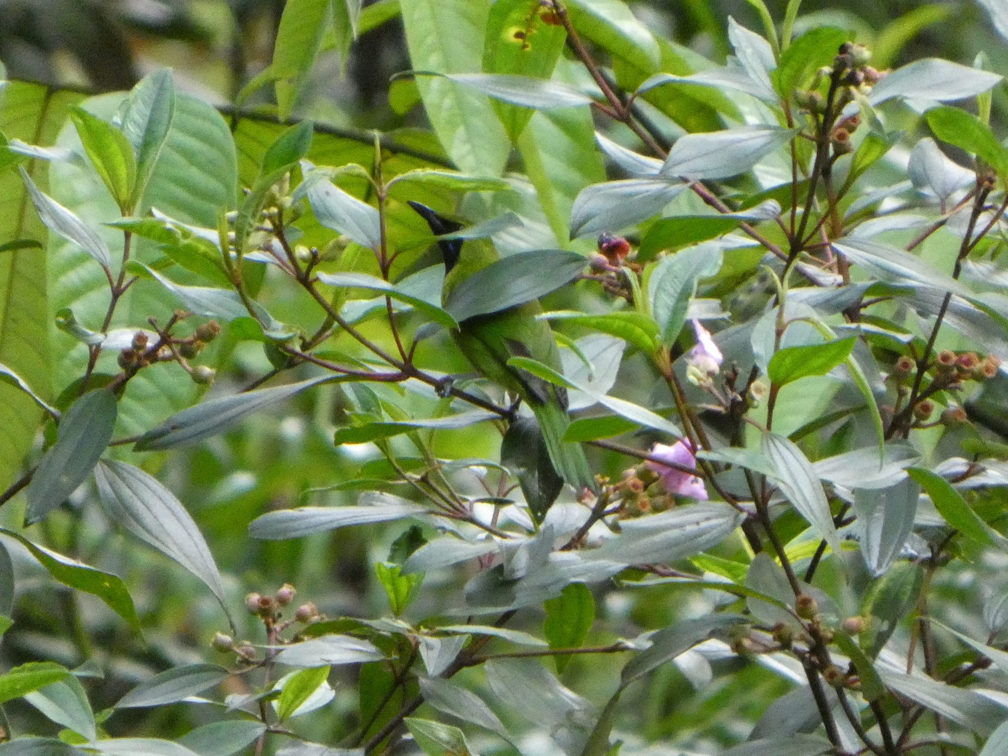 Lesser Green Leafbird (Chloropsis cyanopogon), photo 3