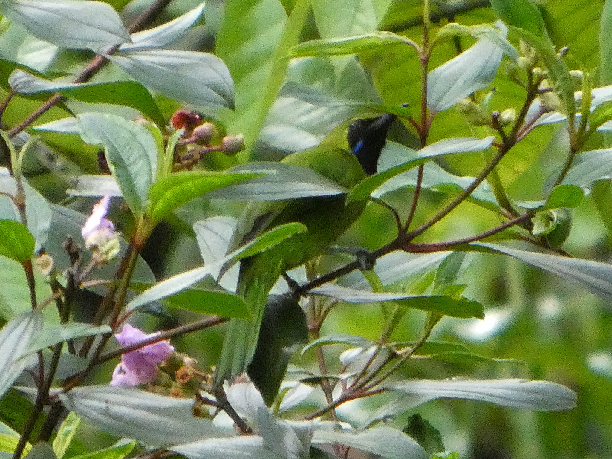 Lesser Green Leafbird (Chloropsis cyanopogon), photo 4