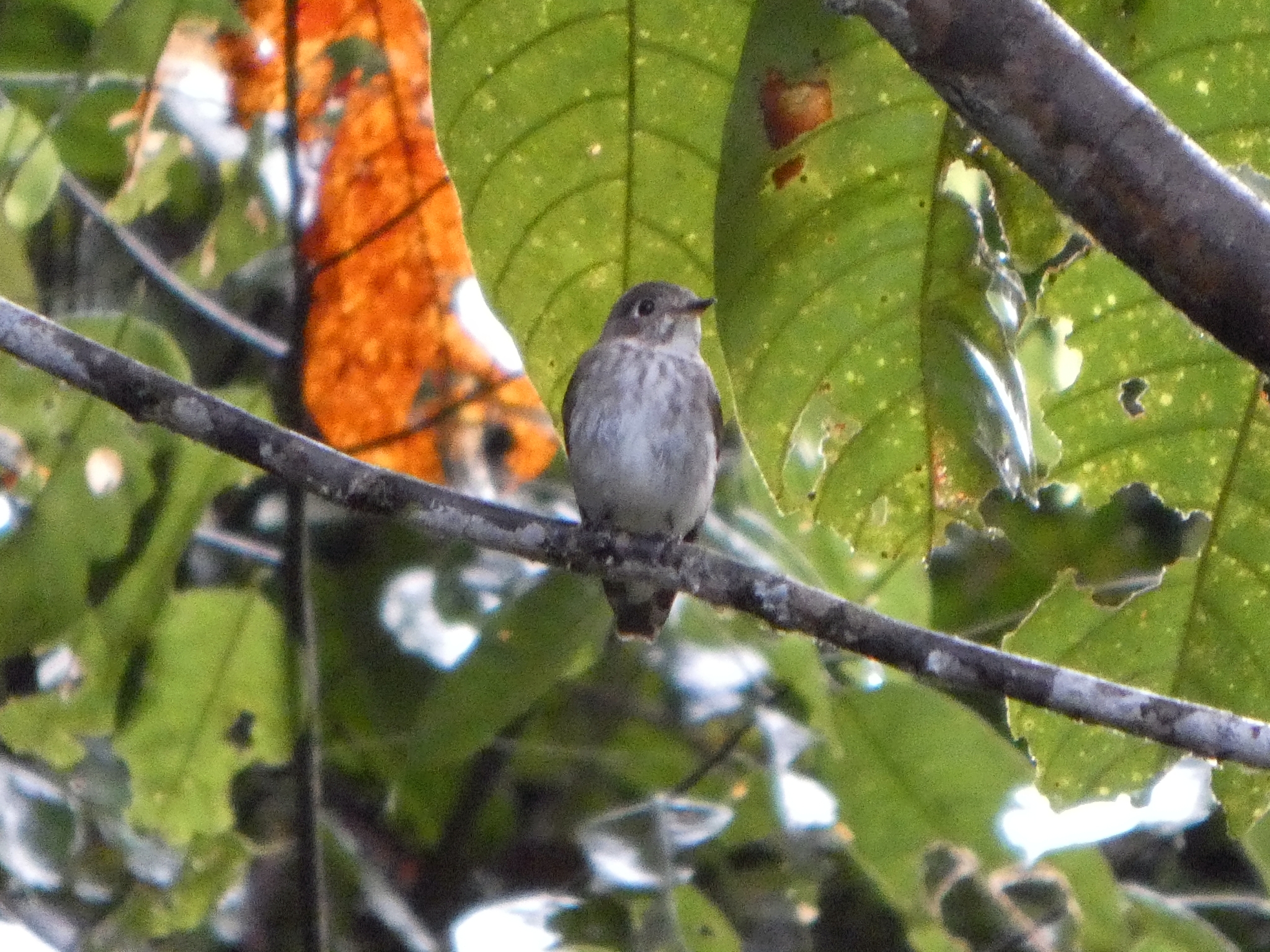 Dark-sided Flycatcher (Muscicapa sibirica), photo 4