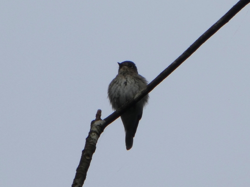 Dark-sided Flycatcher (Muscicapa sibirica), photo 3