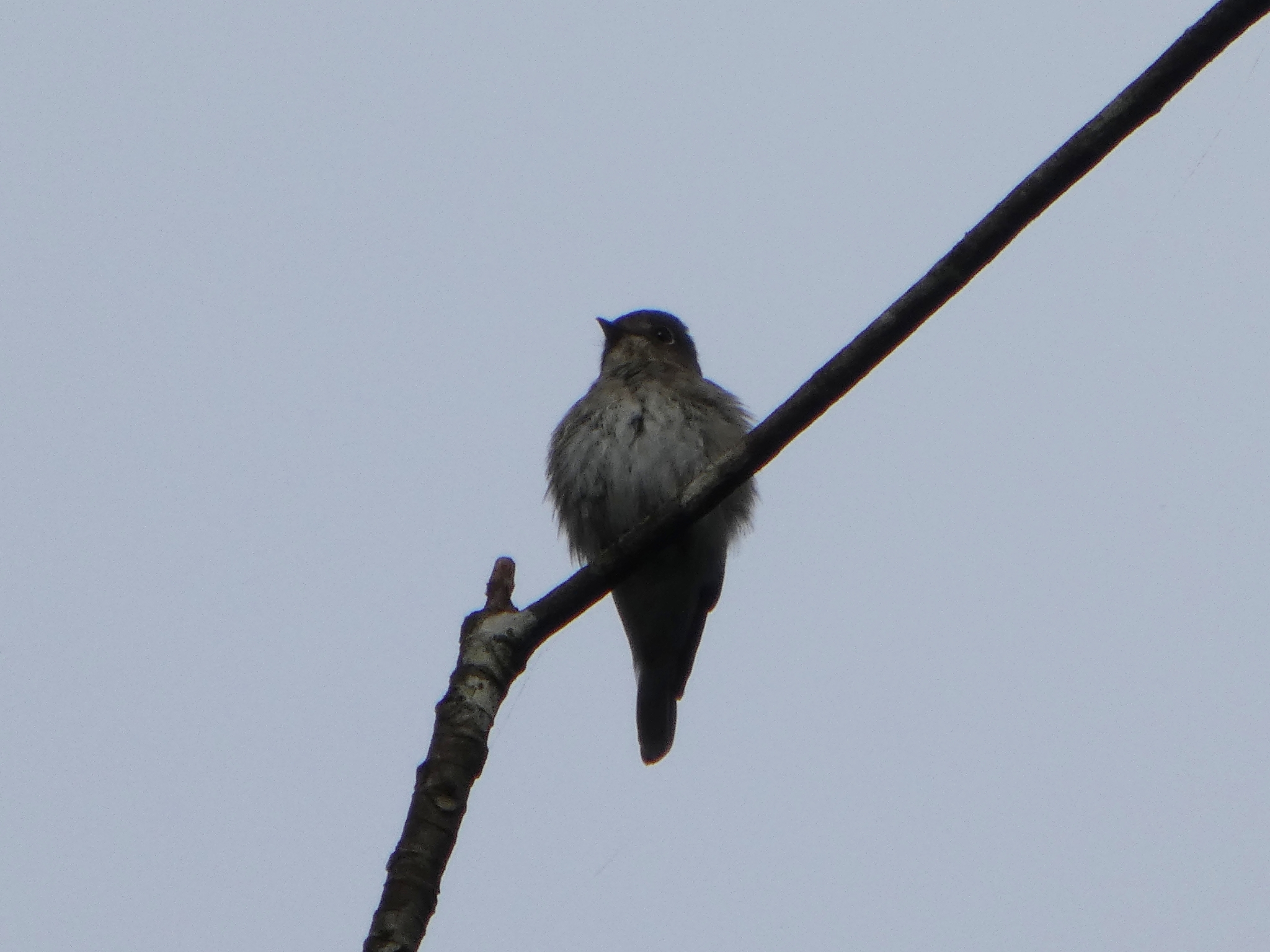 Dark-sided Flycatcher (Muscicapa sibirica), photo 3
