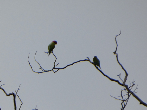 Long-tailed Parakeet (Psittacula longicauda)