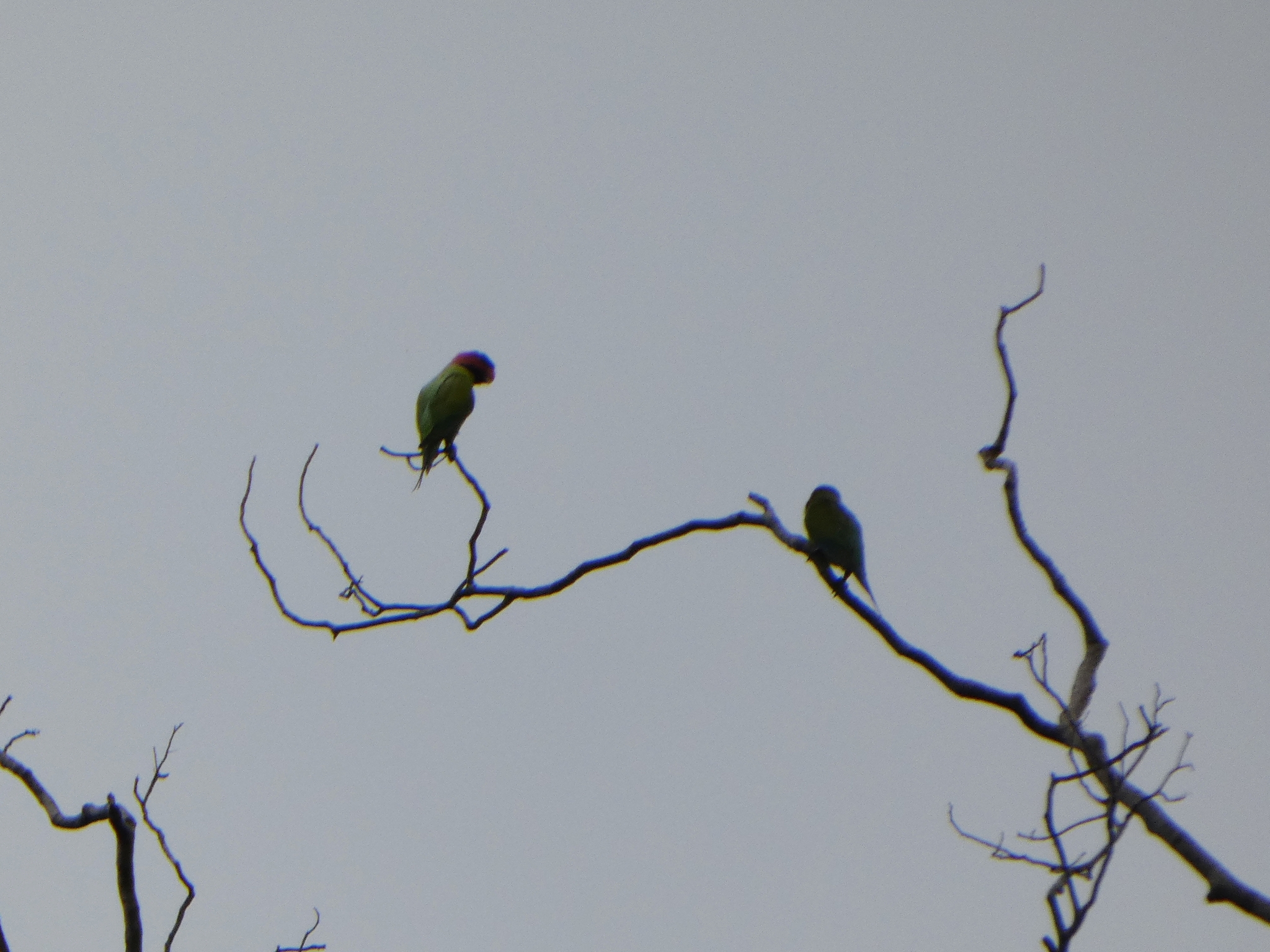 Long-tailed Parakeet (Psittacula longicauda), photo 1