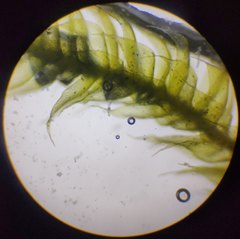 Herzogiella seligeri