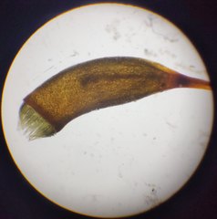 Herzogiella seligeri