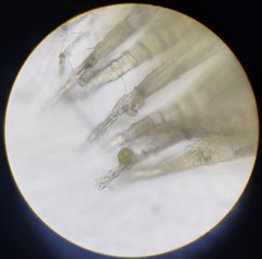 Herzogiella seligeri