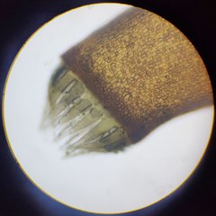 Herzogiella seligeri