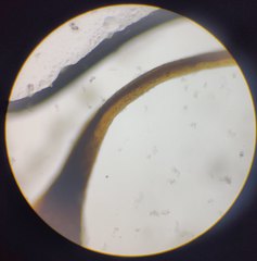 Herzogiella seligeri