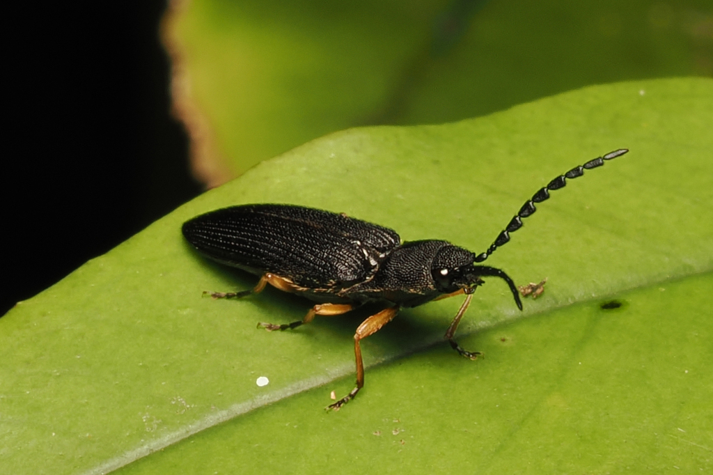 Dorygonus xanthobracus