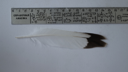 Plume de Goéland cendré