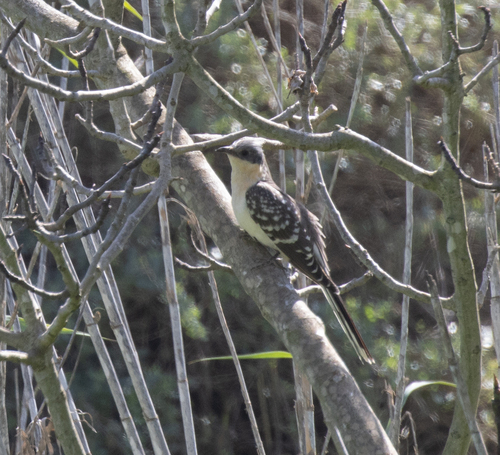 Great Spotted Cuckoo (Clamator glandarius), photo 4