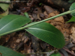 Setaria palmifolia